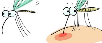 Il sangue “dolce” e le zanzare 