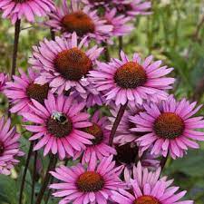 ECHINACEA e DIFESE IMMUNITARIE