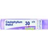 CAULOPHYLLUM THALICTRO*30CH - Farmaciapacini.it