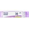 CICUTA VIROSA*30CH 80GR 4G - Farmaciapacini.it