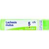 LACHESIS MUTUS 5 CH GRANULI - Farmaciapacini.it
