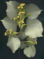 MSA TILIA TOMENTOSA 50 ML - Farmaciapacini.it
