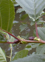 MSA ALNUS GLUTINOSA 50 ML - Farmaciapacini.it