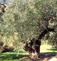 MSA OLEA EUROPEA 50 ML - Farmaciapacini.it