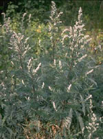 TSA ARTEMISIA VULGARIS 50 ML - Farmaciapacini.it