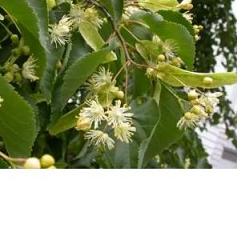 EIE TIGLIO 30 ML GOCCE - Farmaciapacini.it